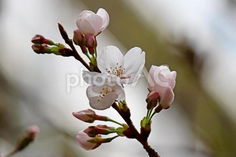 咲き始めた桜の花4 桜,花,つぼみの写真素材
