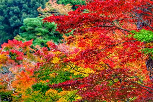 京都の紅葉の写真