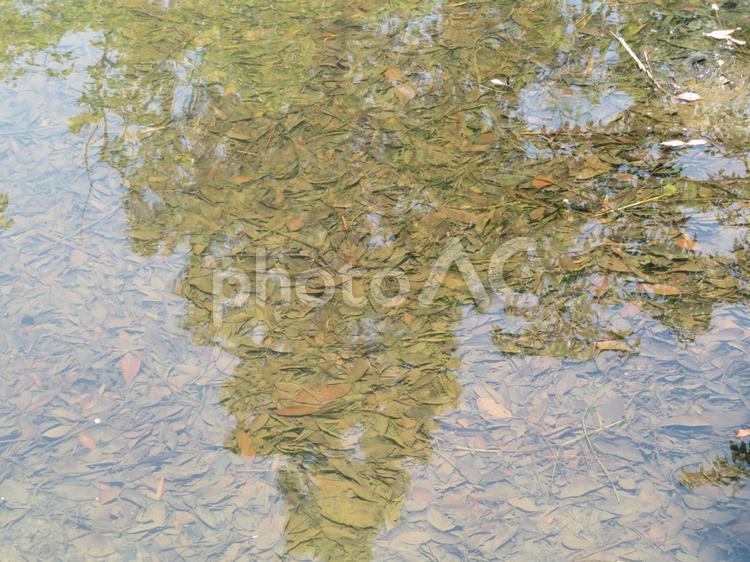 水の中に積もった落ち葉 葉,水,水中の写真素材