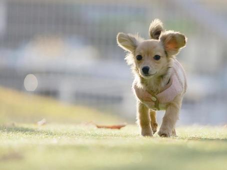 ドッグランのワンコの写真