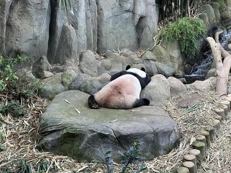 Photo, panda, singapore, giant panda, 