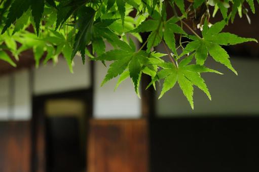 Green and red leaves, JPG