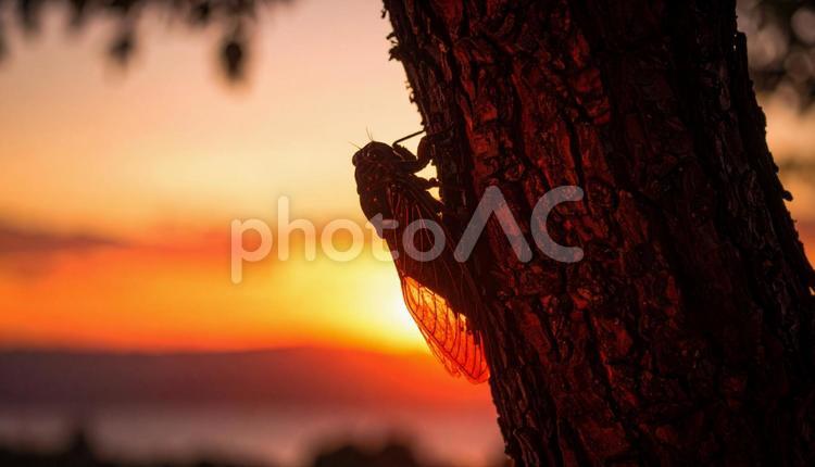 木に止まる夕暮れの蝉 蝉,セミ,夏の写真素材