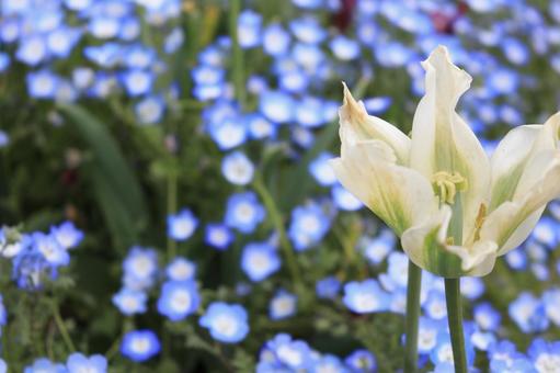 白い花 白い花の写真