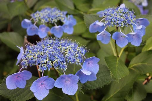 Hydrangea 71, JPG Hydrangea 71, JPG