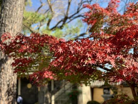 青空に映える赤い紅葉の枝 青空に映える赤い紅葉の枝 紅葉,京都,青空の写真素材