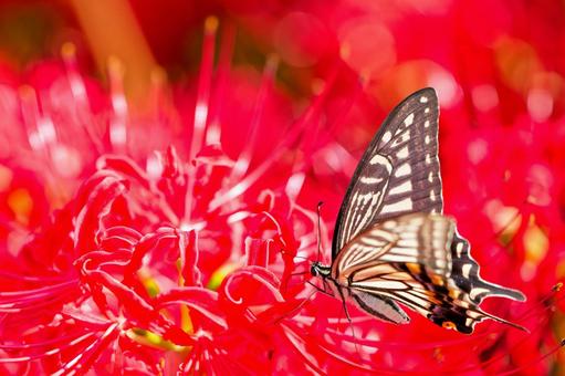 ヒガンバナの蜜を吸うナミアゲハ ヒガンバナの蜜を吸うナミアゲハの写真