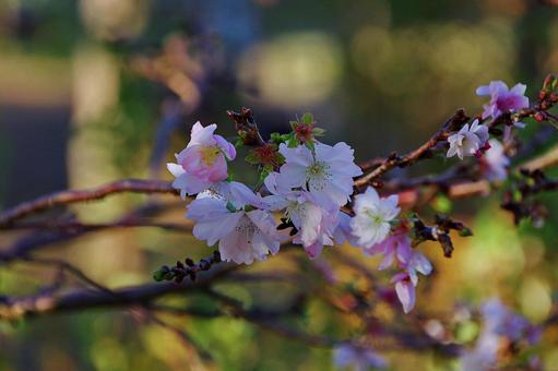 池田城跡公園のジュウガツザクラ 池田城跡公園のジュウガツザクラの写真