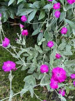 Suisen's Flower, JPG