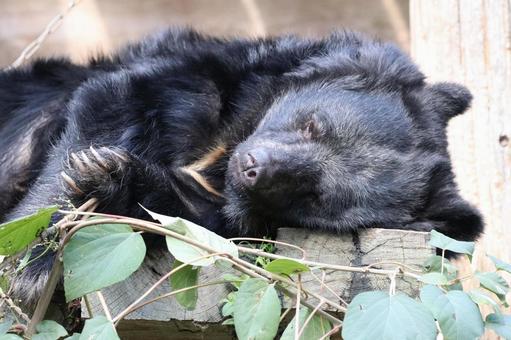 横になるクマ クマ,動物,ツキノワグマの写真素材