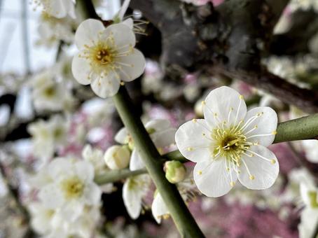 梅の花 梅の花の写真