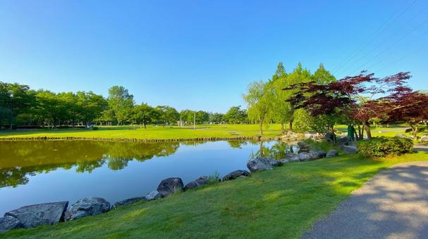 朝の北部公園(金沢市):17 朝の北部公園(金沢市):17 公園,春,夏の写真素材