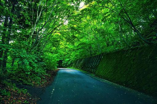 A green forest path filled with fresh air, JPG