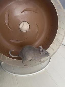 回し車に乗ったデグー デグー,小動物,ペットの写真素材