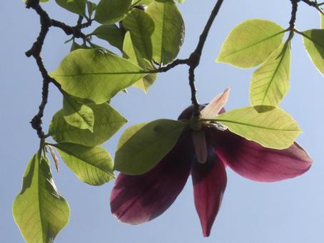 モクレン モクレンの写真