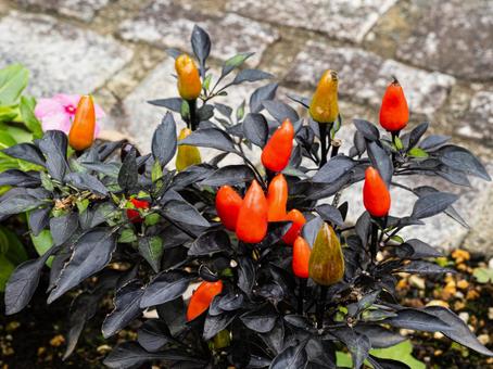 五色トウガラシ（ミッドナイトファイヤー） トウガラシ,観賞用とうがらし,ミッドナイトファイヤーの写真素材