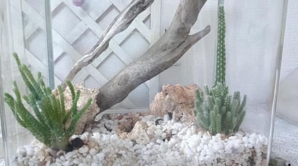 Photo, ফণীমনসা, terrarium, উদ্ভিদ, 