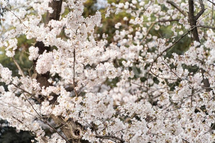 満開の花が春を告げる③ 桜,満開,春の写真素材