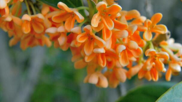 香るキンモクセイの花_13 キンモクセイ,金木犀,花の写真素材