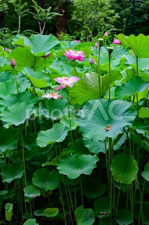 上海・復興公園の蓮池 蓮,蓮池,花の写真素材