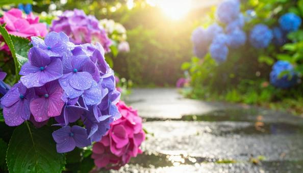 雨上がりの紫陽花・梅雨 雨上がりの紫陽花・梅雨の写真