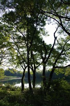 森の中の池 木,池,林の写真素材