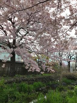 桜の写真
