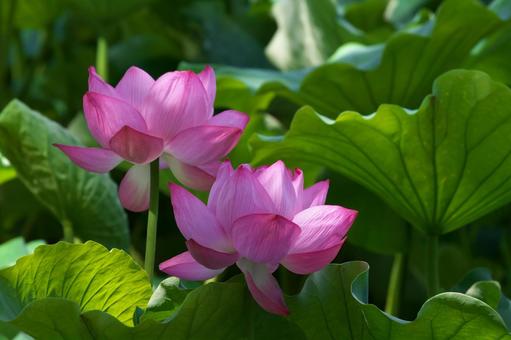 葉に囲まれた蓮の花 葉に囲まれた蓮の花 ハス,花,植物の写真素材
