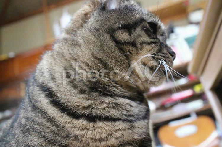 朝食後のチャコちゃん　その６５ ねこ,ネコ,ペットの写真素材