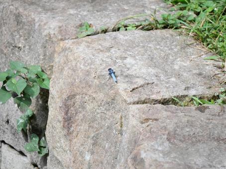 Dragonfly on a rock, JPG