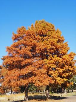 秋の水元公園・オレンジ色の紅葉（葛飾区）の写真
