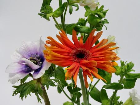 ガーベラとアネモネの花 花,ガーベラ,アネモネの写真素材