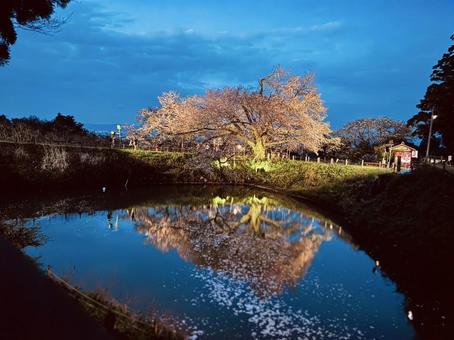 浅井の一本桜 浅井の一本桜の写真