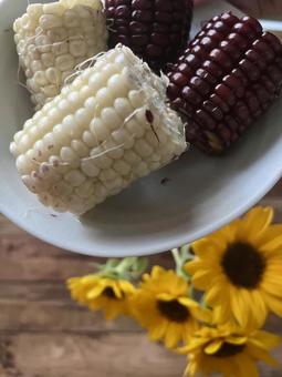 とうもろこしとひまわり とうもろこしとひまわり 白,紫,とうもろこしの写真素材
