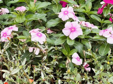 秋の花壇 秋の花壇 秋の花壇,秋,10月の写真素材