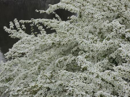 Photo, yukiyanagi, spring, white, 