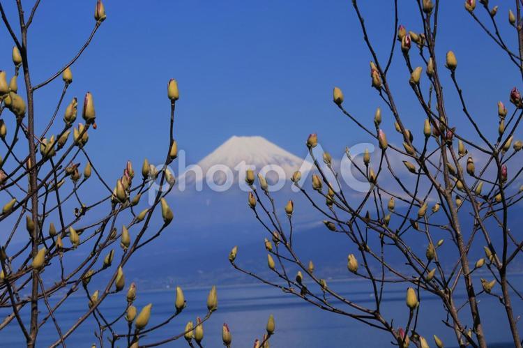 井田からの富士山 富士山,井田,伊豆市の写真素材