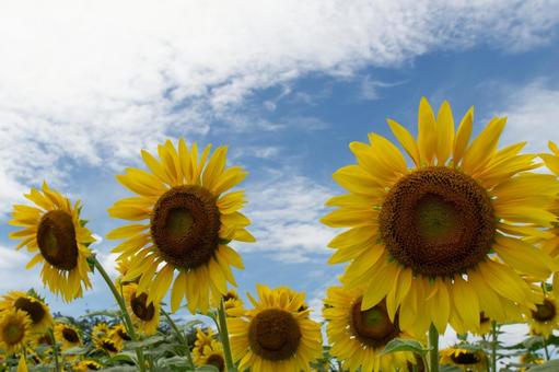夏の花 夏の花 ひまわり畑,青空,向日葵の写真素材
