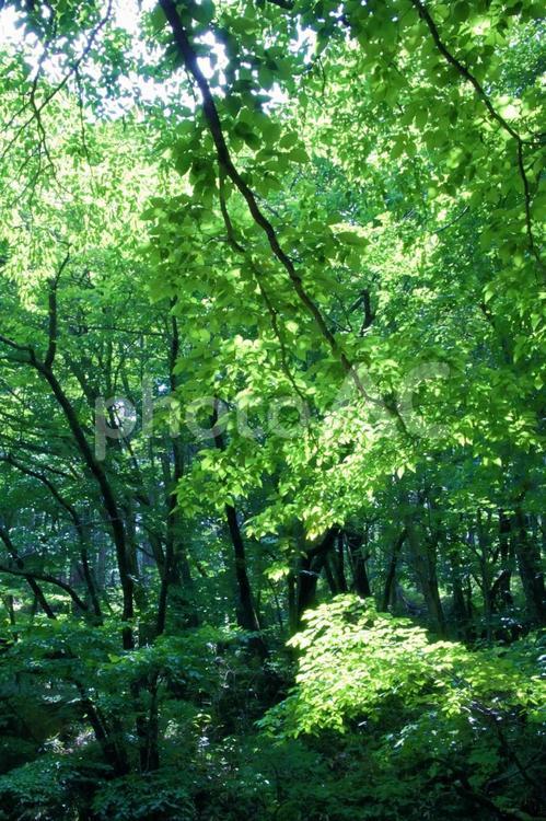 山奥の夏の木漏れ日　濃い緑 木,木漏れ日,木々の写真素材