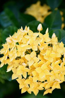 黄色いサンダンカの花 黄色いサンダンカの花の写真