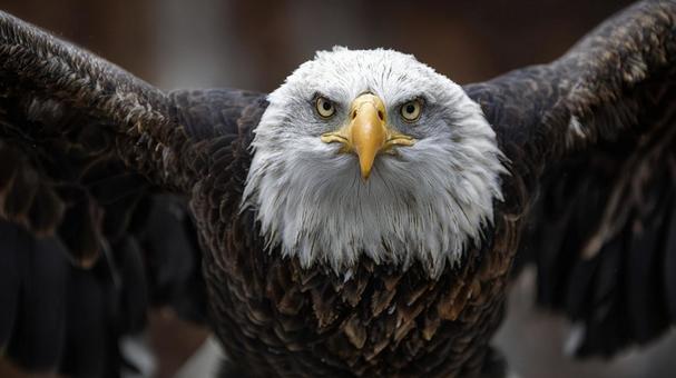 鋭い眼光を放つ雄大なワシの写真