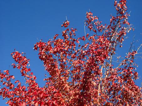 紅葉(トウカエデ)と青空 紅葉(トウカエデ)と青空の写真