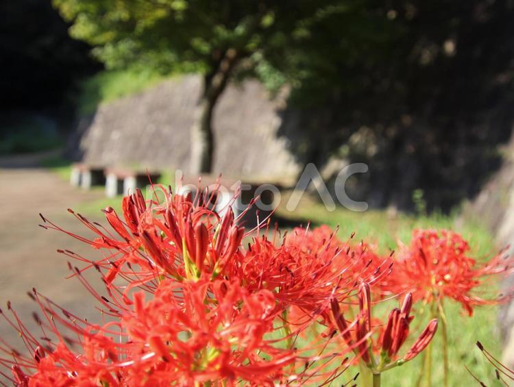 公園に咲く曼珠沙華 曼珠沙華,彼岸花,公園の写真素材
