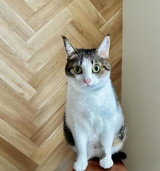 ねこ凝視 ペット,お座り,動物の写真素材