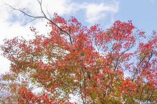 紅葉と青空 紅葉と青空の写真