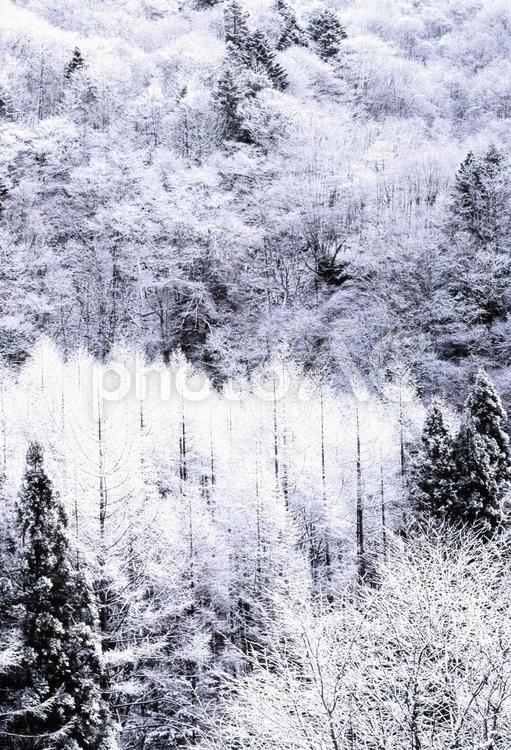 厳寒の森林2縦 樹氷,森林,山林の写真素材
