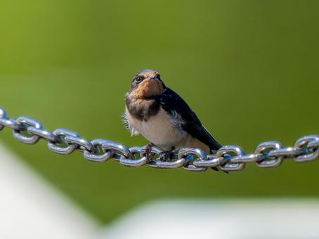 鎖にとまるツバメ 鎖にとまるツバメ ツバメ,燕,野鳥の写真素材