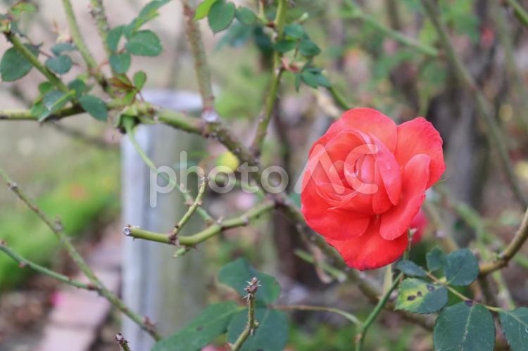 オランダ生まれの薔薇、オレンジセンセーション 薔薇,花,植物の写真素材