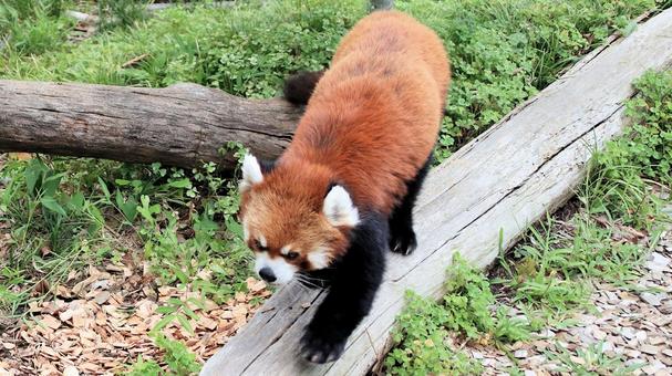 夏休みの動物園 レッサーパンダも暑い 夏休みの動物園 レッサーパンダも暑い レッサーパンダ,小熊貓,動物園の写真素材