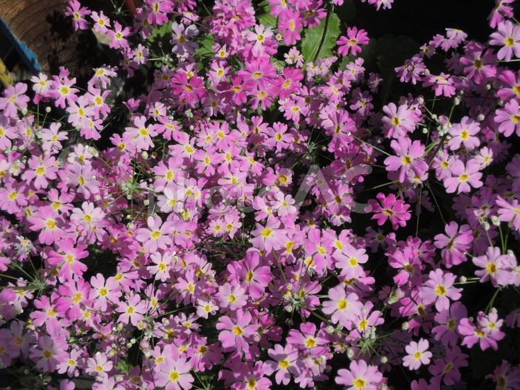 サクラソウ　ピンク　群生 ピンクの花,サクラソウ,春の写真素材
